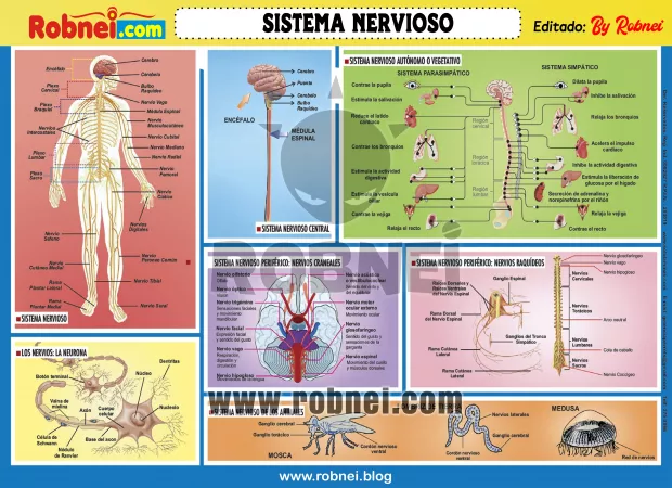 Sistema Nervioso